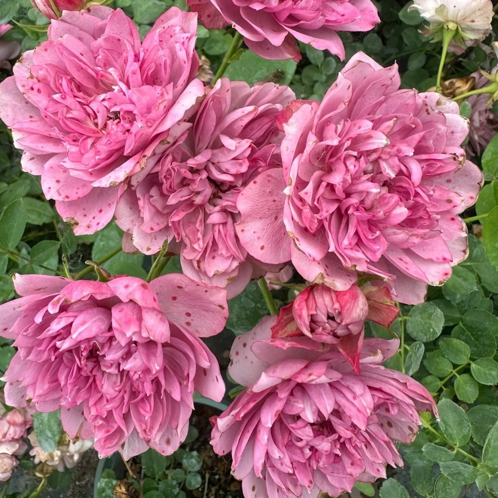 Nagi Rose Plant｜凪 image 3