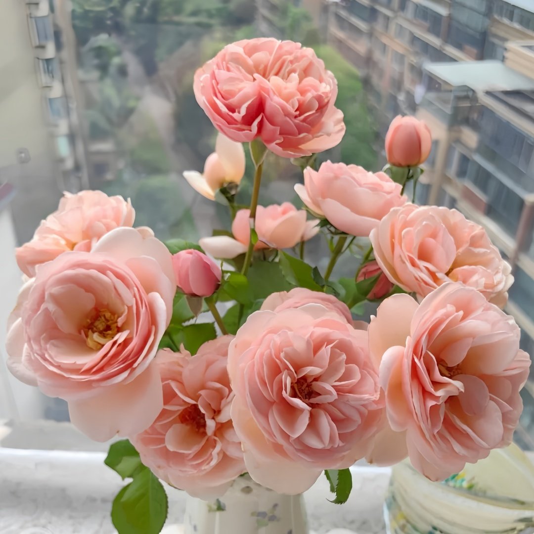 Rose Angers Rose Plant|娇媚昂热城堡 image 5
