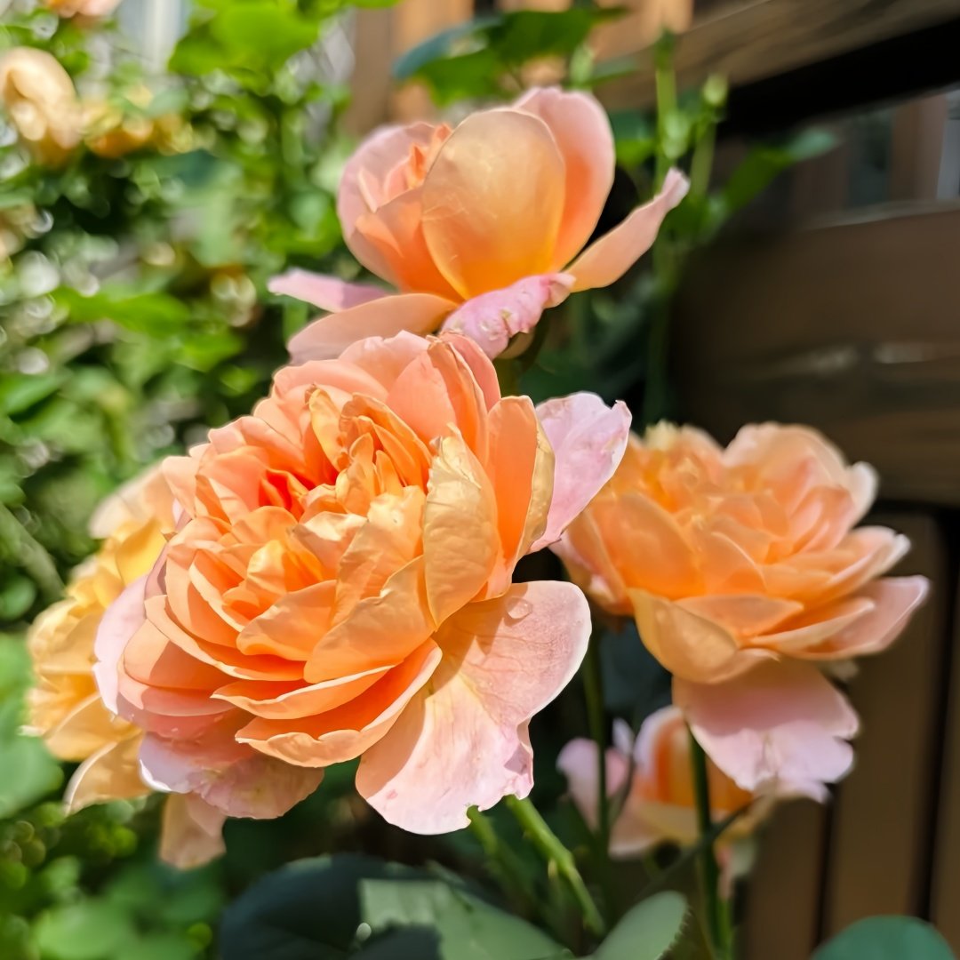 The Impressionist Rose Plant｜印象派 image 9