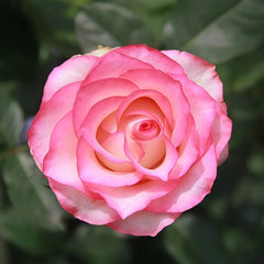 Verdi Rose Plant ｜绝代双骄 image 0