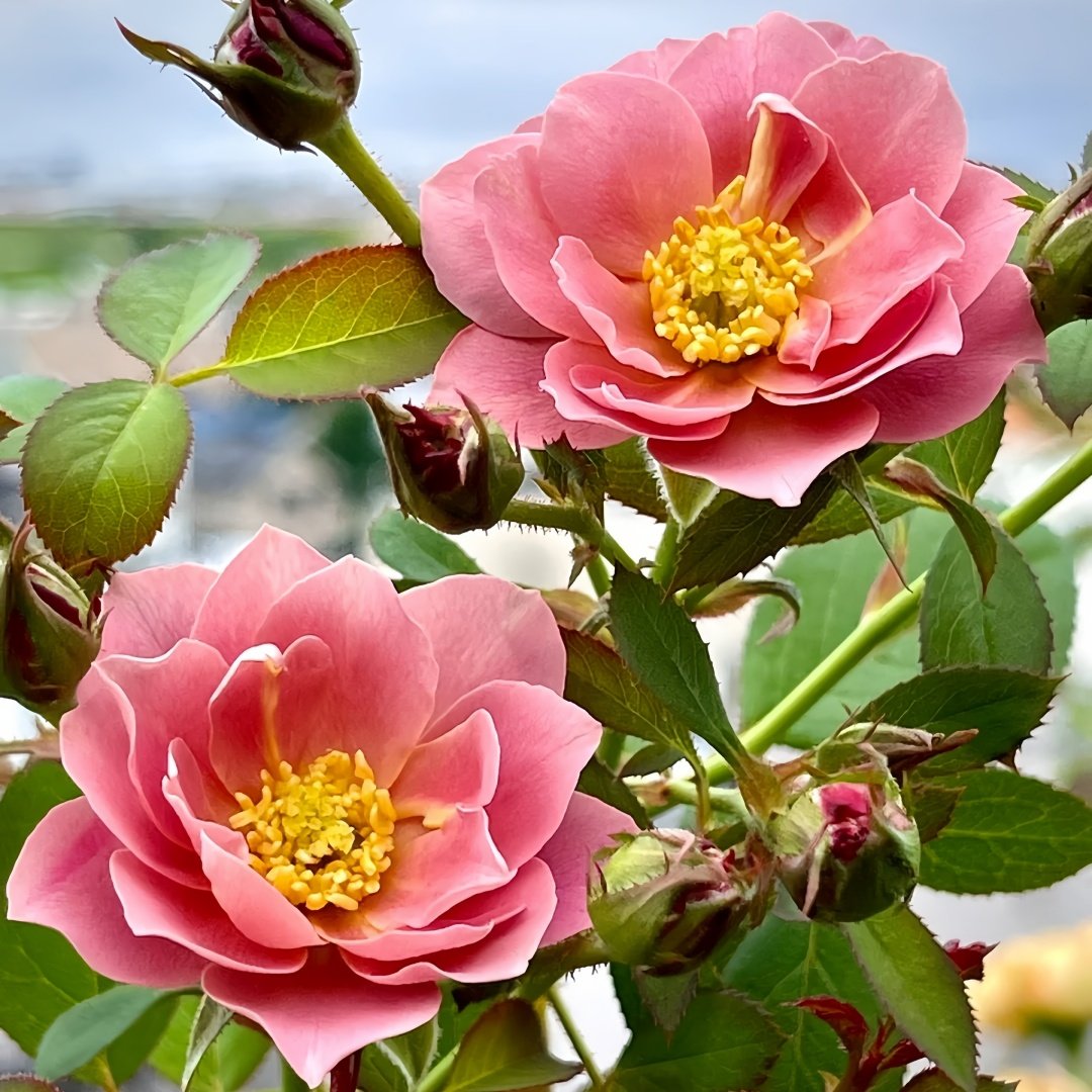Aoi-fuga Rose Plant｜葵-风雅 image 7