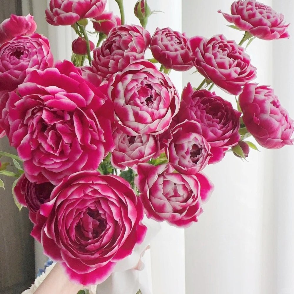 Marie Rose Plant｜玫瑰玛丽 image 8