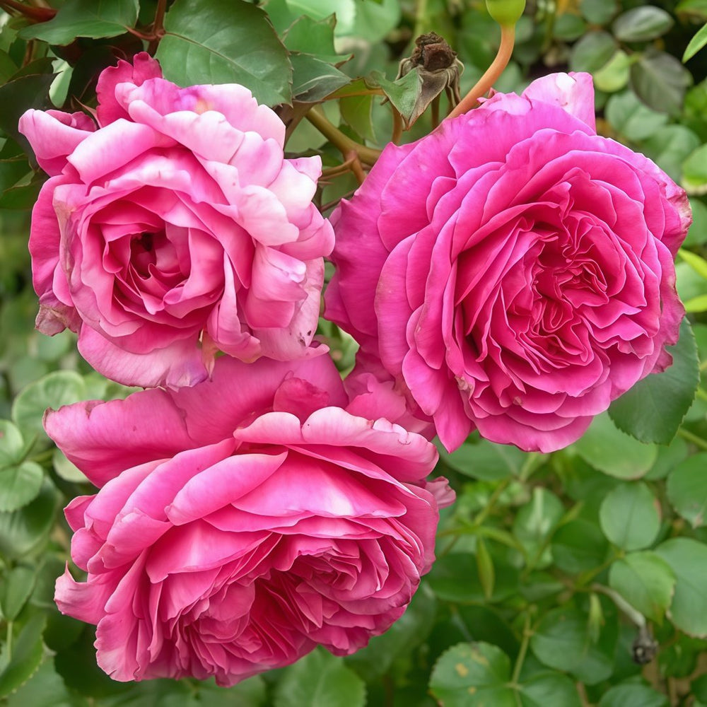Abdiel Rose Plant｜神仆天使 image 7