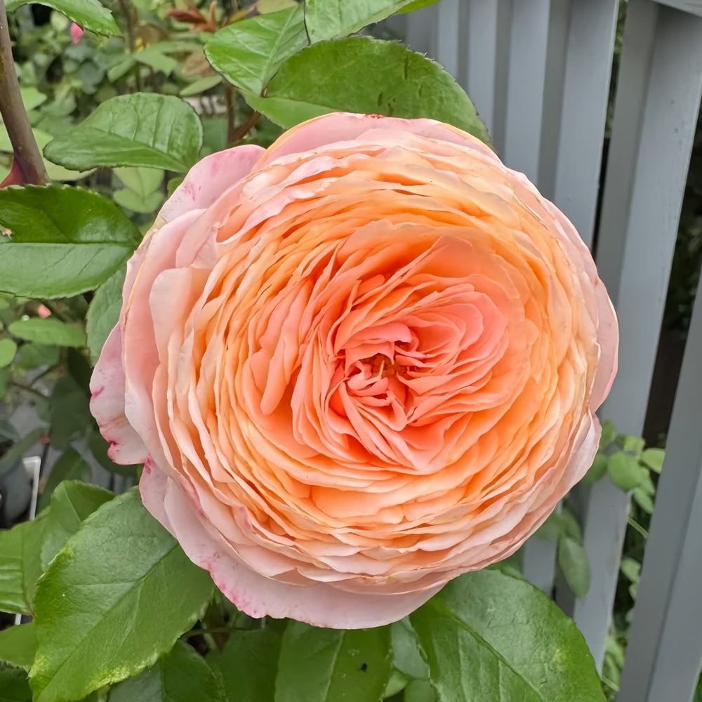 Domaine de Chantilly Rose Plant ｜玫瑰香橙 image 6