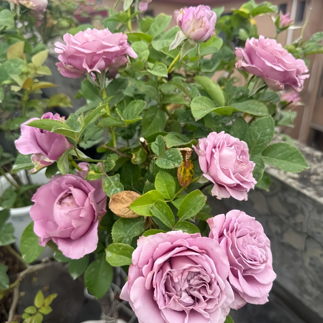 Amethyst Rose Plant｜紫龙晶 image 9