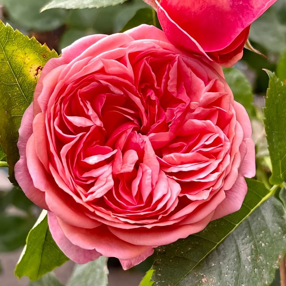 Paul Klee Rose Plant|保罗克利 image 5