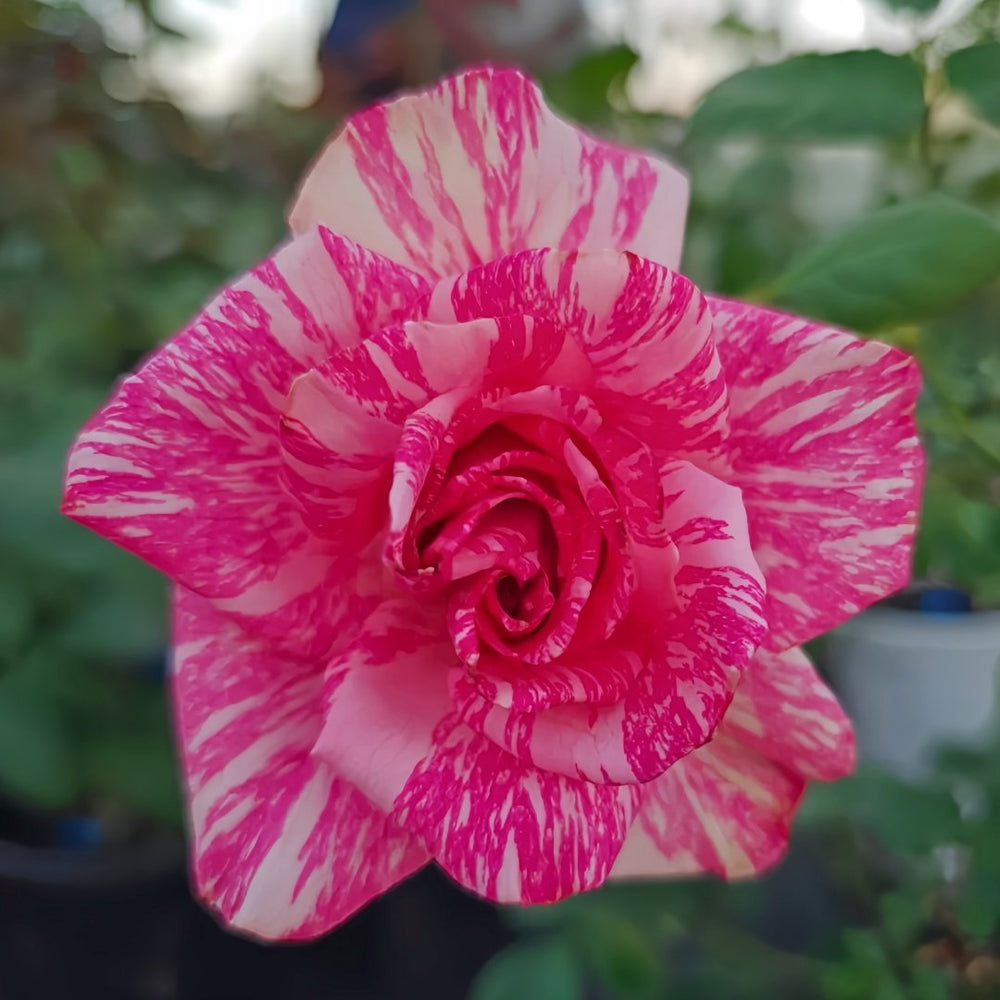 Pink Intuition Rose Plant｜粉色直觉 image 4