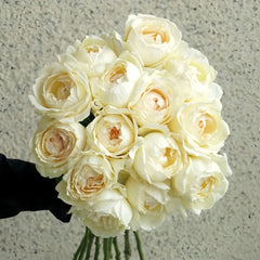 Cream Yves Piaget Rose Plant | 奶油伊芙伯爵 image 2