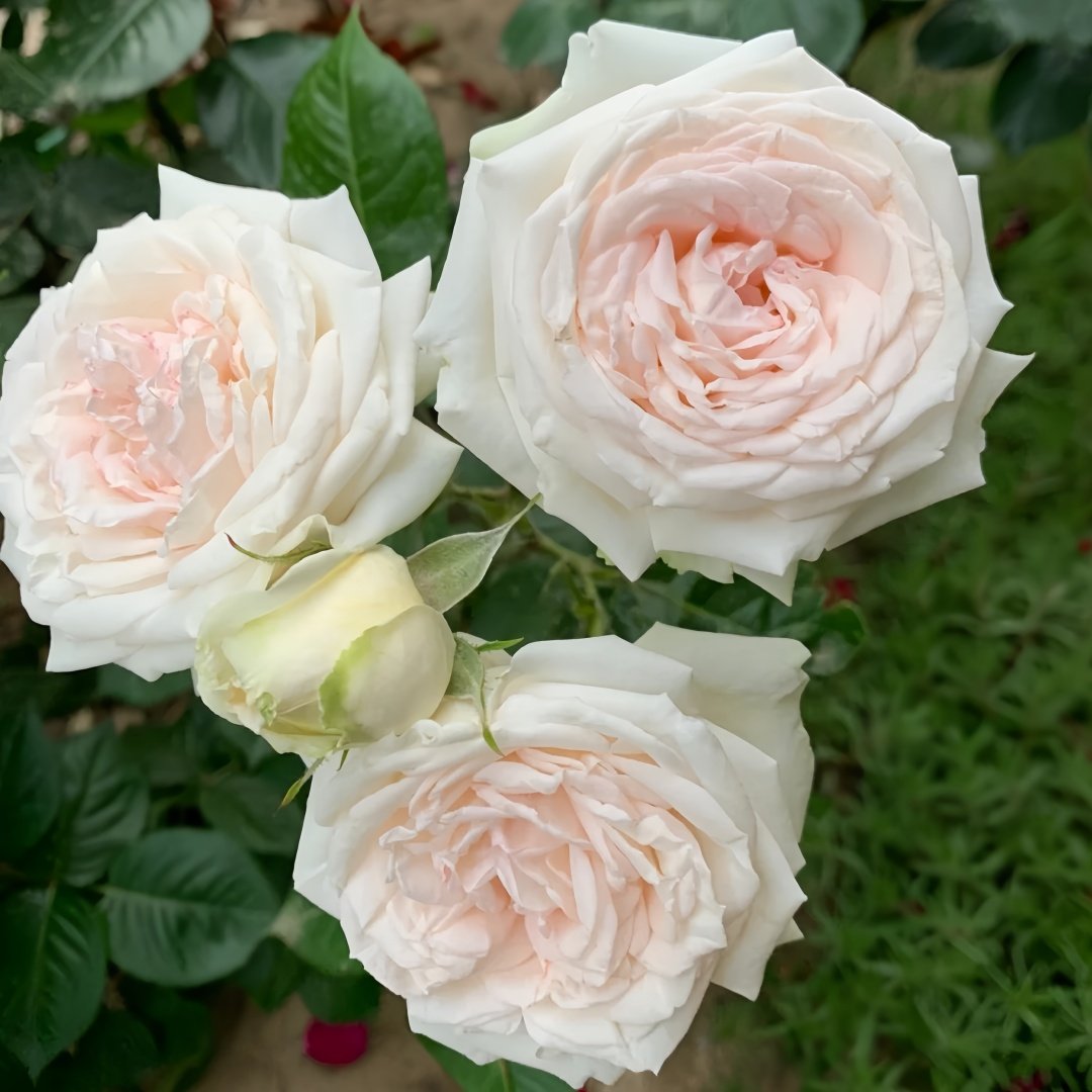 Madame Anisette Rose Plant|茴香酒夫人 image 5