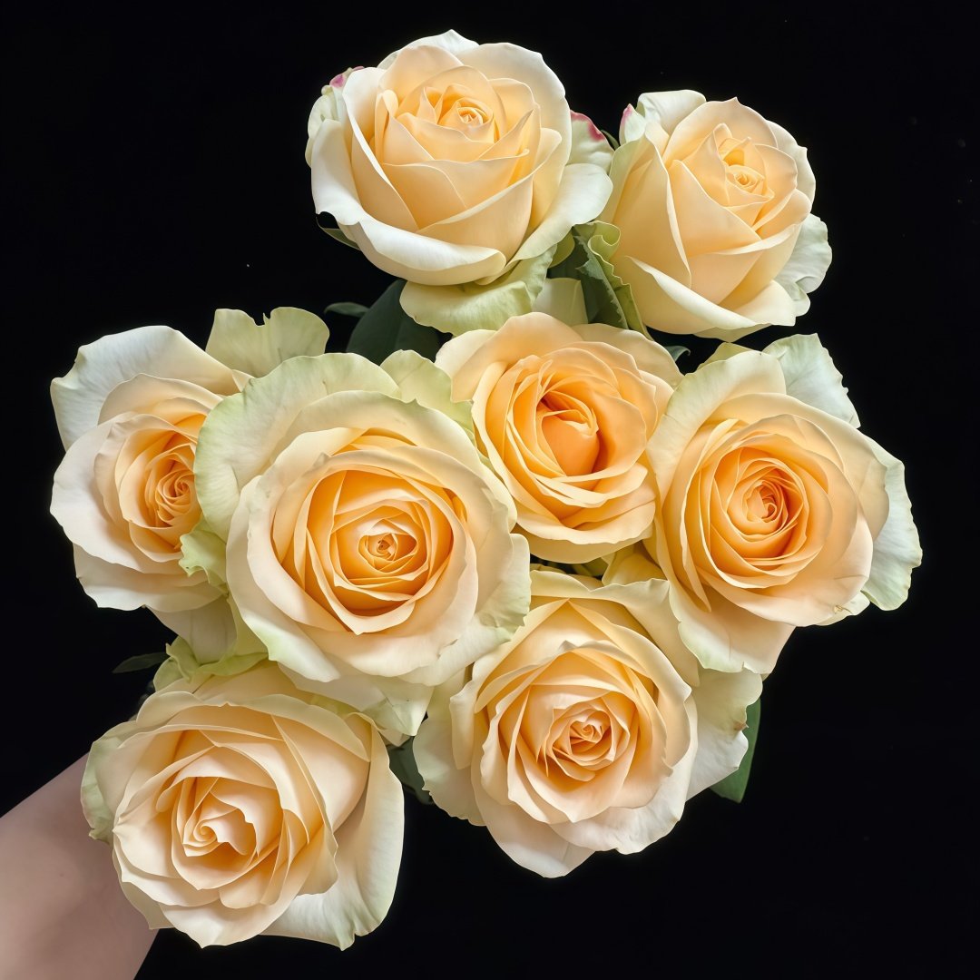 Peach Avalanche Rose Plant | 蜜桃雪山 image 2