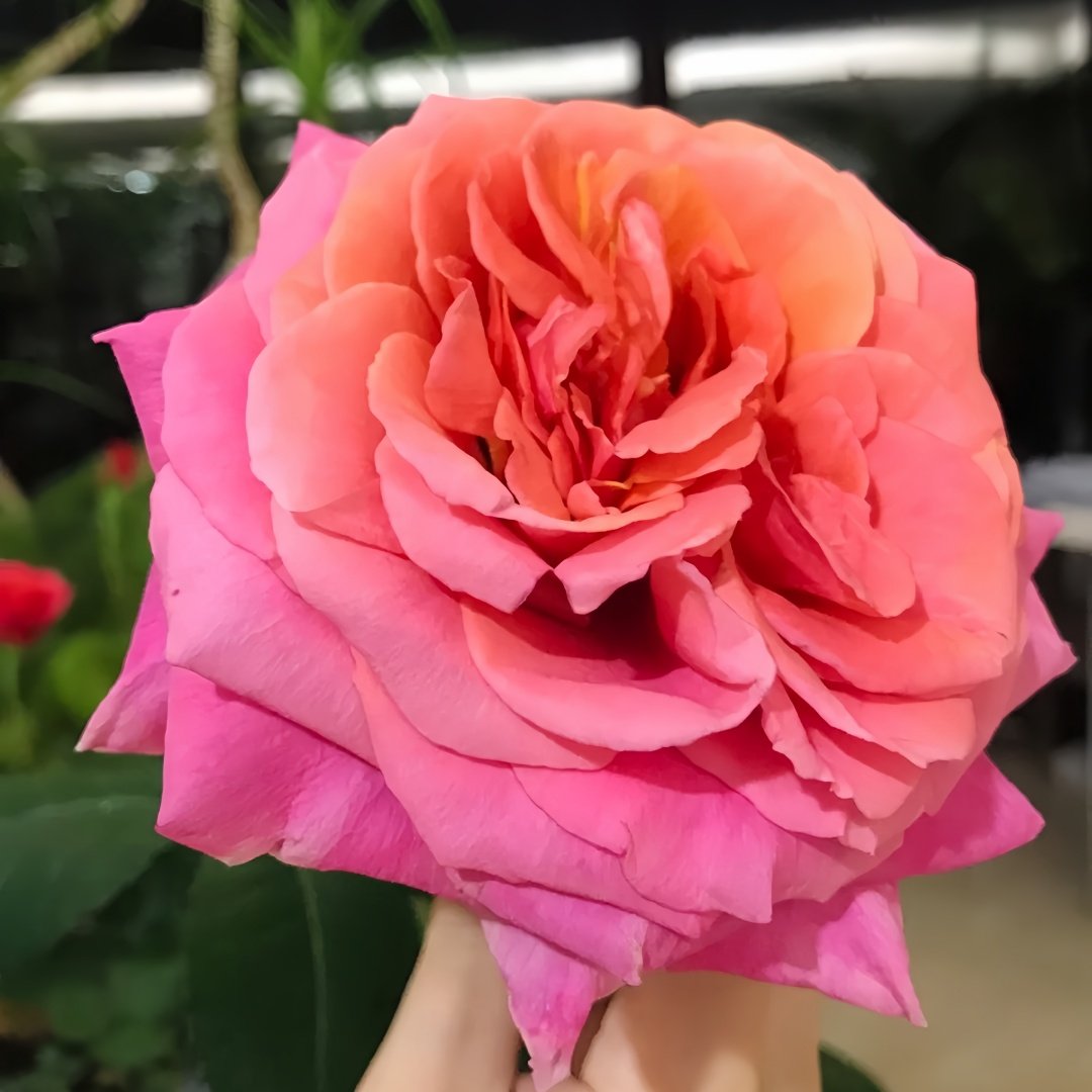 Briliant Rose Plant|辉煌 image 1