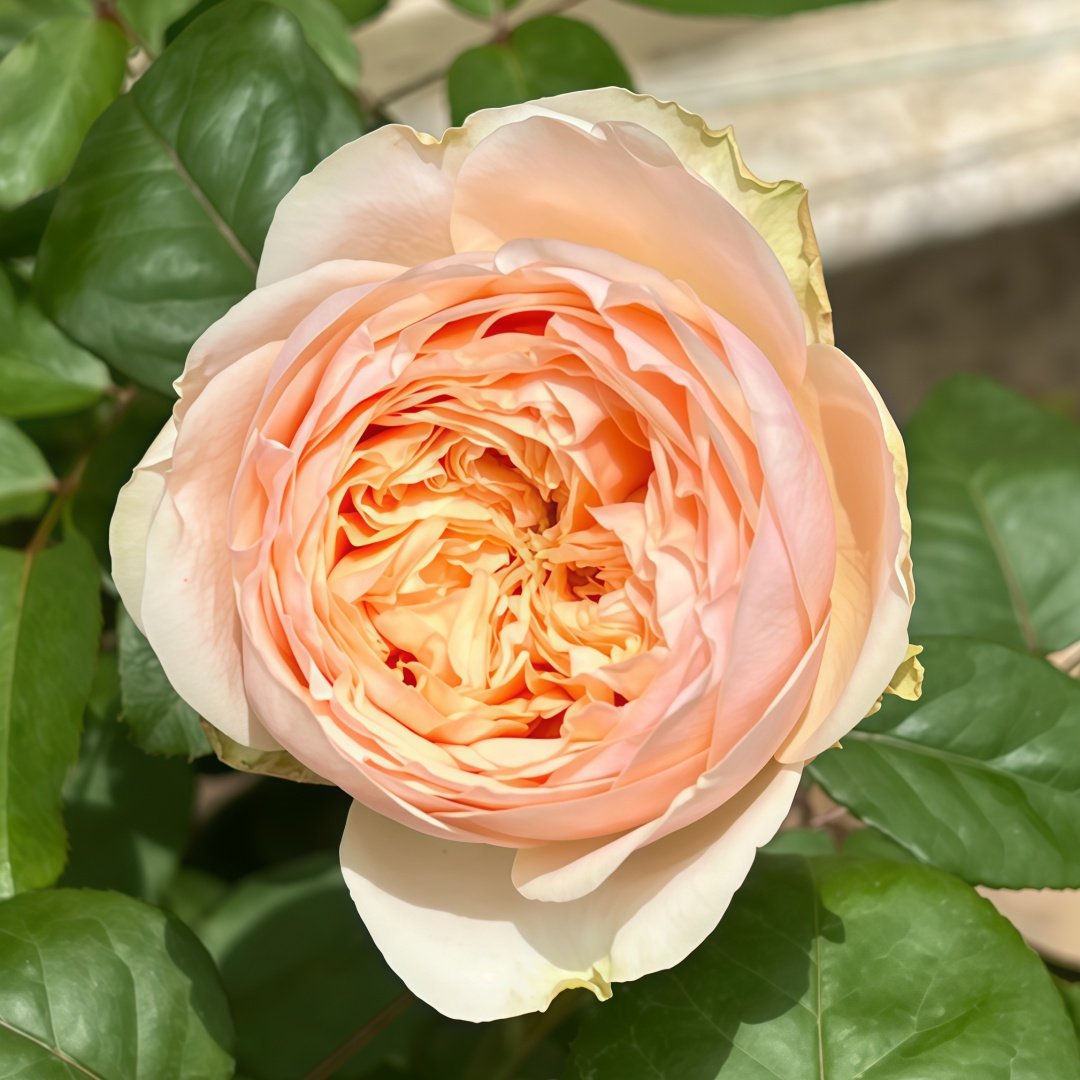 Teresa Rose Gulya Rose Plant｜特蕾莎 image 1