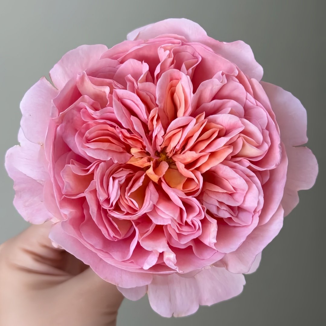 Pheobe Rose Plant| 菲比 image 2