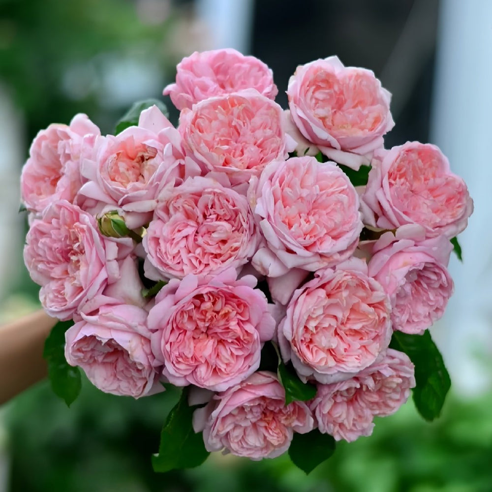 Mauritia Rose Plant｜远古大陆 image 1
