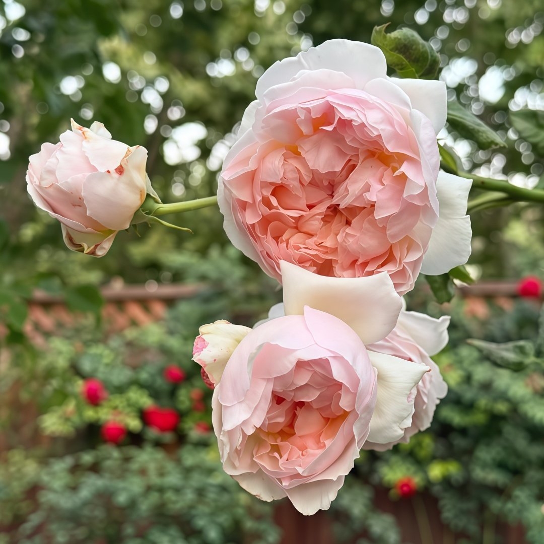Evelyn Rose Plant｜伊芙琳 image 8