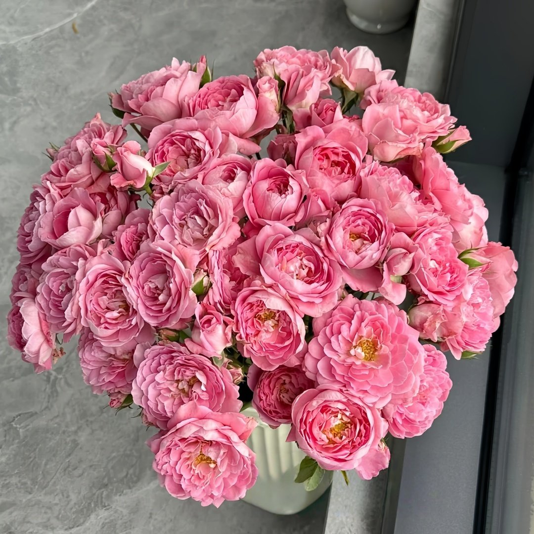 Fragrance King Terrazza Rose Plant｜芳香王阳台 image 0