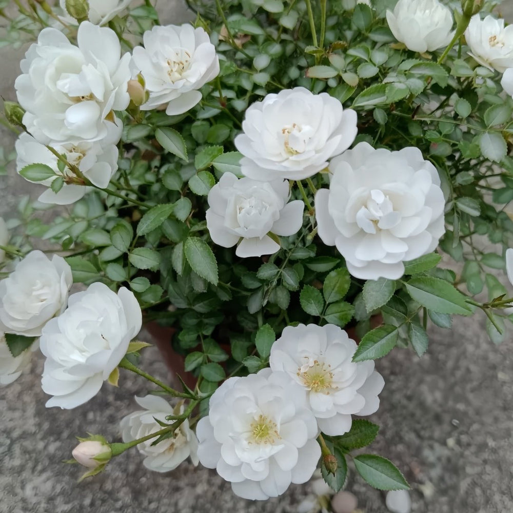 Belle Neige Rose Plant｜漂亮的雪/雪姬 image 4