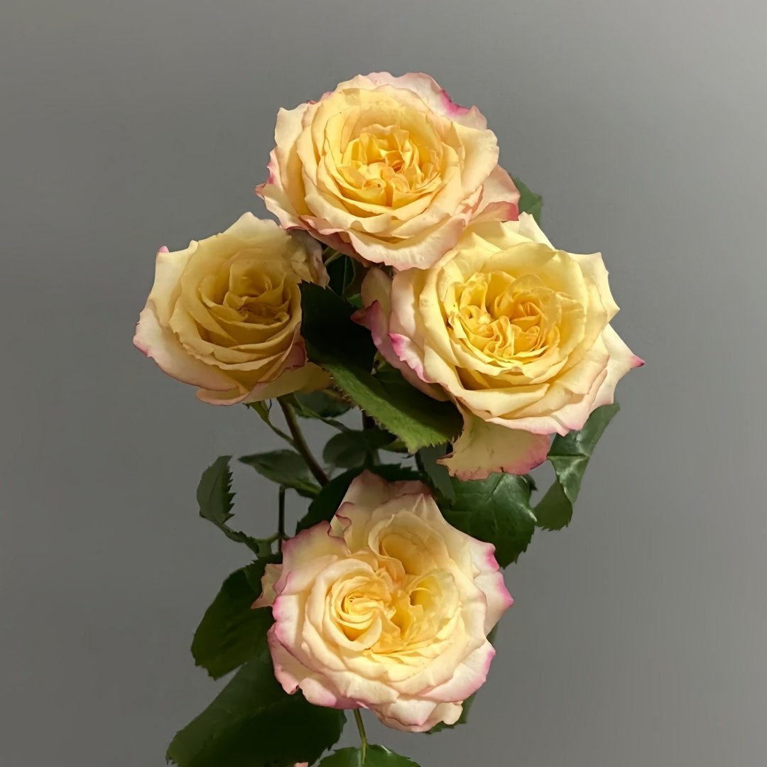 Yoga Trendsetter Rose Plant｜瑜伽潮流 image 2