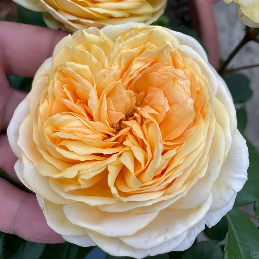 Chippendale Gold Rose Plant|金色音乐厅 image 1