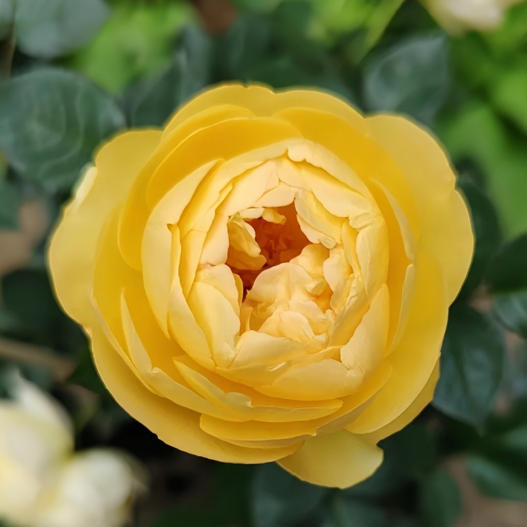 Luciole Rose Plant|萤火虫/路西欧 image 1