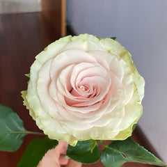 Pompeii Rose Plant｜庞贝 image 1