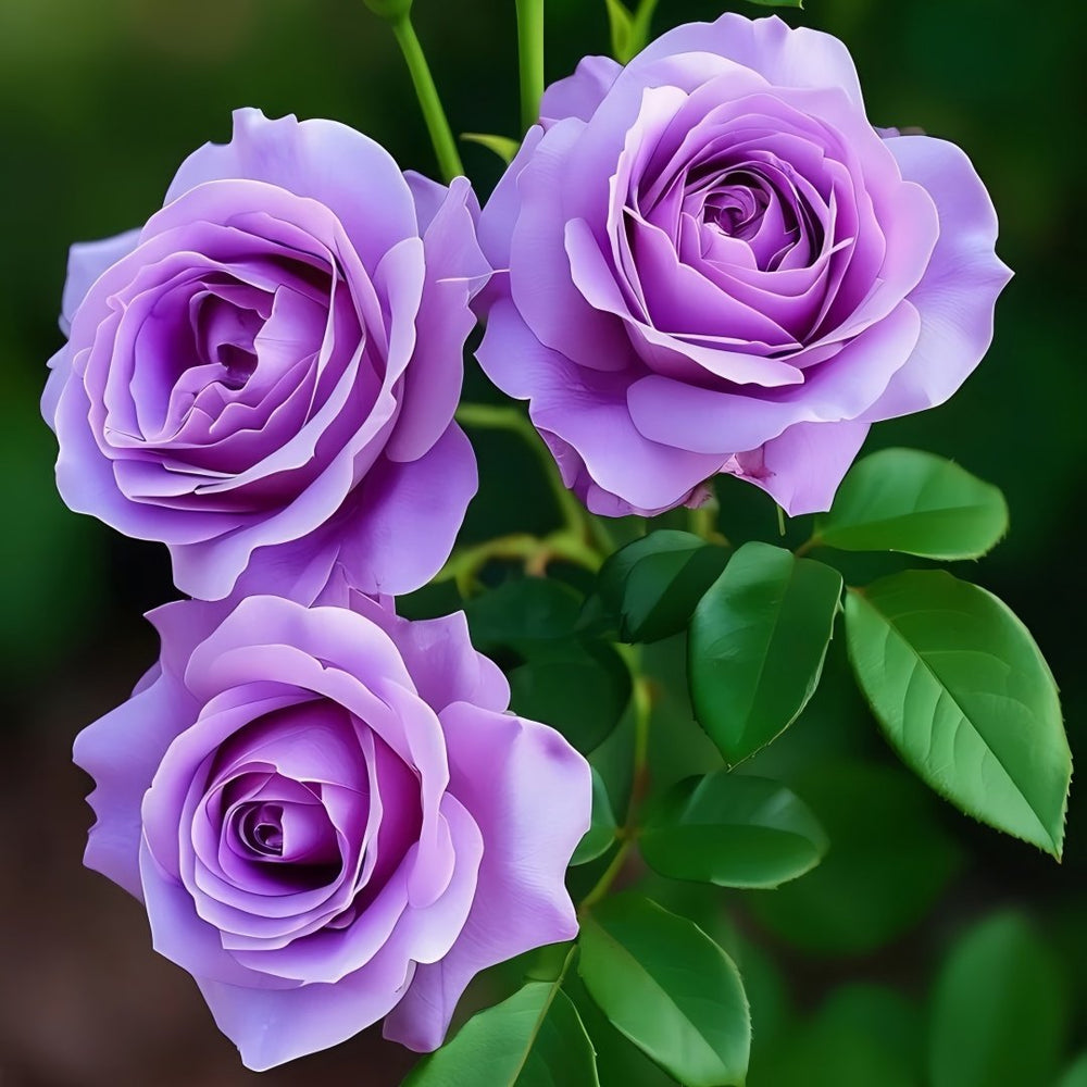 Ocean Song Rose Plant｜海洋之歌 image 6