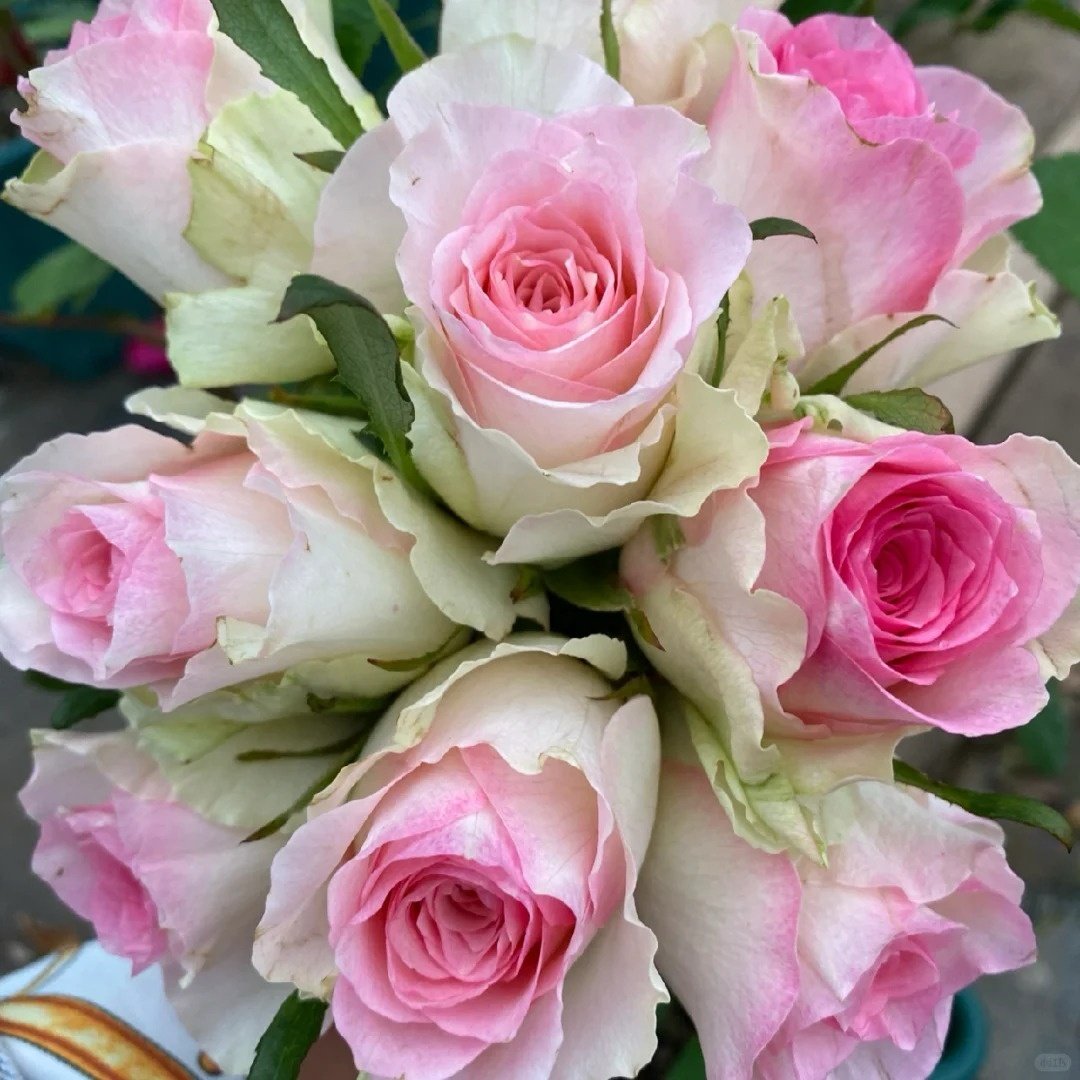 Malibu Rose Plant | 马里布 image 5