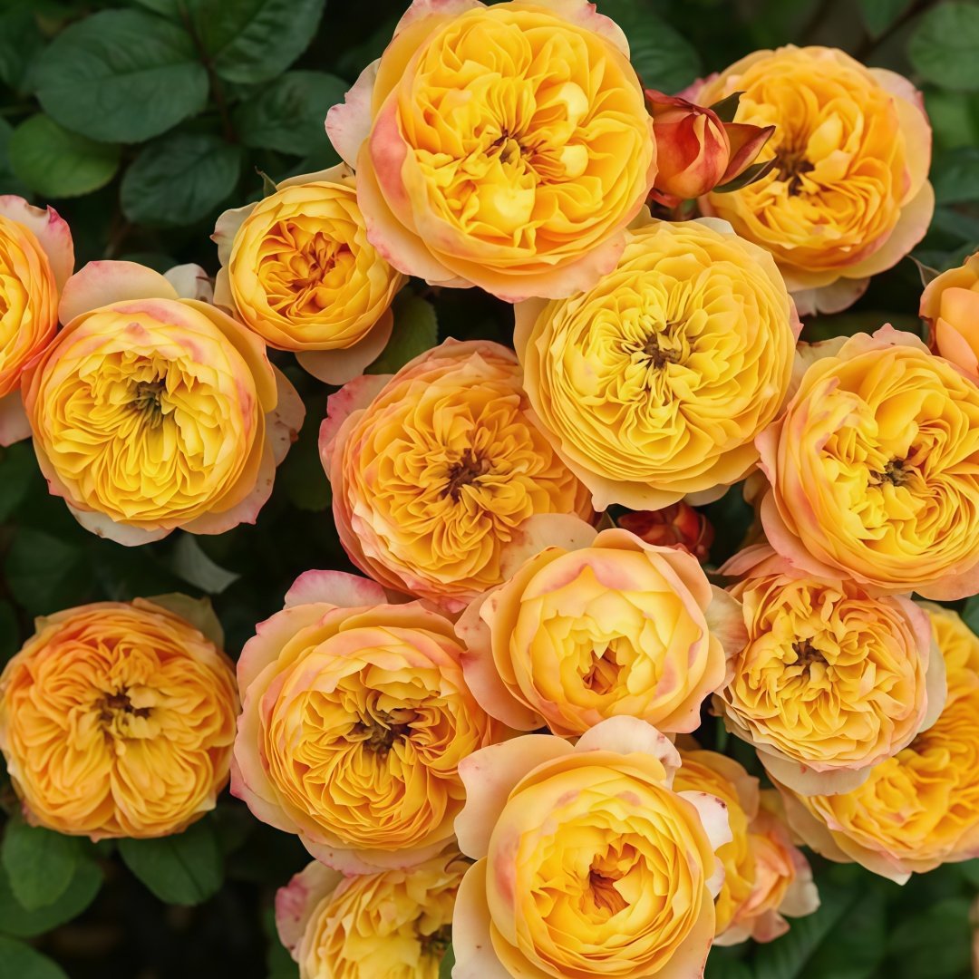 Golden Vuvuzela Rose Plant｜金色珊瑚心 image 0