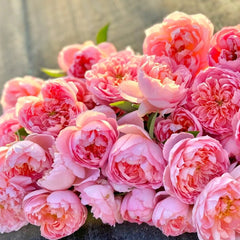 Dames de Chenonceau Rose Plant|舍农索城堡的女人 image 0