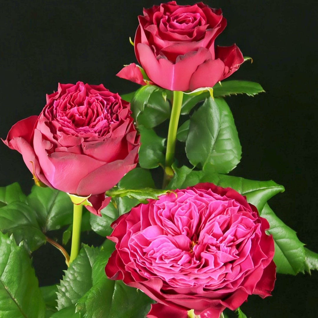 Magic Vuvuzela Rose Plant｜魔法珊瑚心 image 4