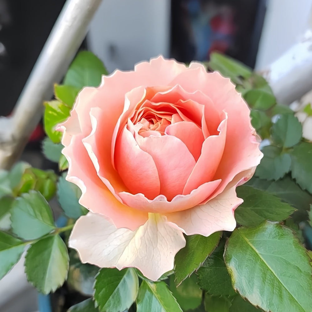 Abricot Terrazza Rose Plant｜杏色露台 image 2