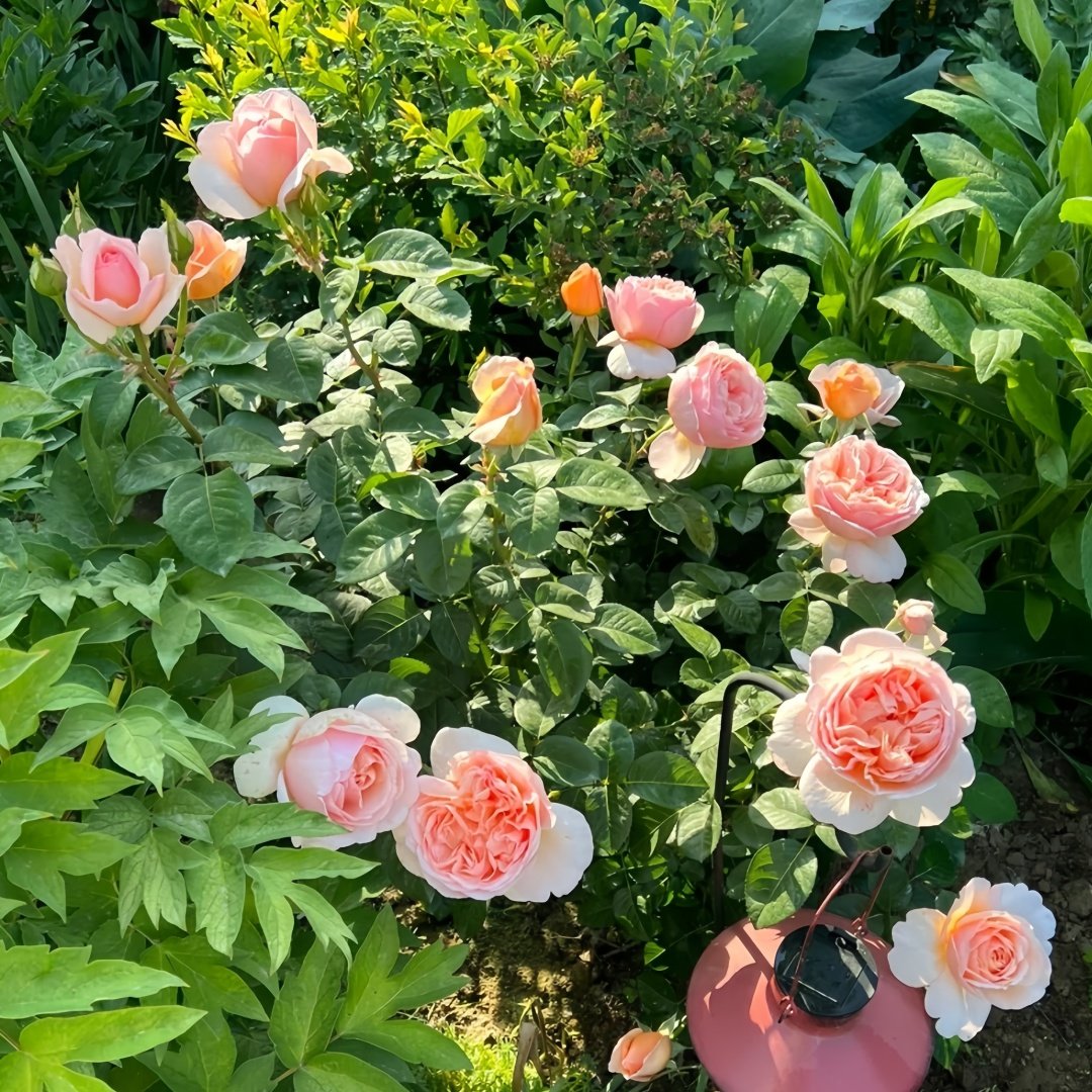 Tropicana Rose Plant|百香果 image 7