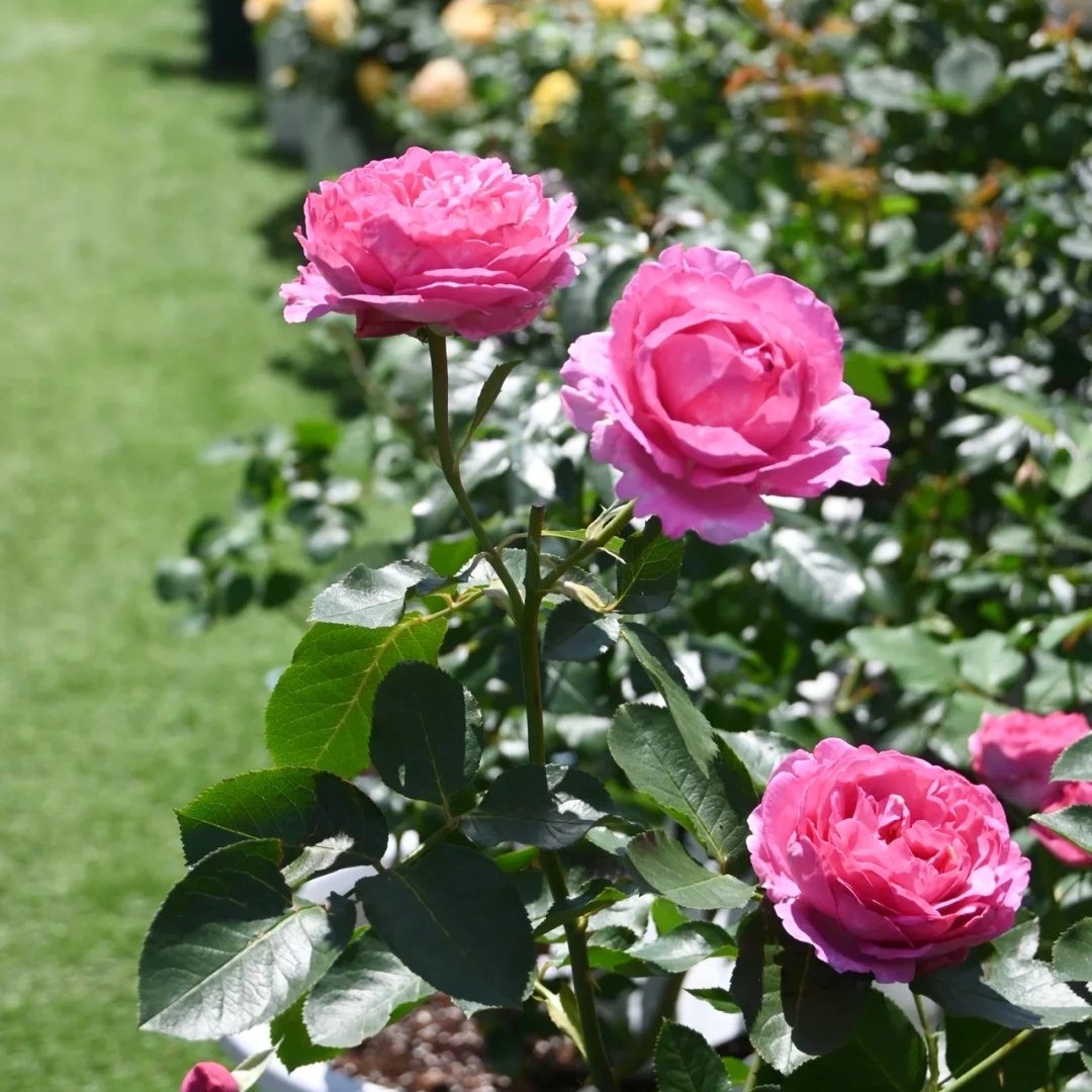 Yves Piaget Rose Plant|伊芙伯爵 image 8