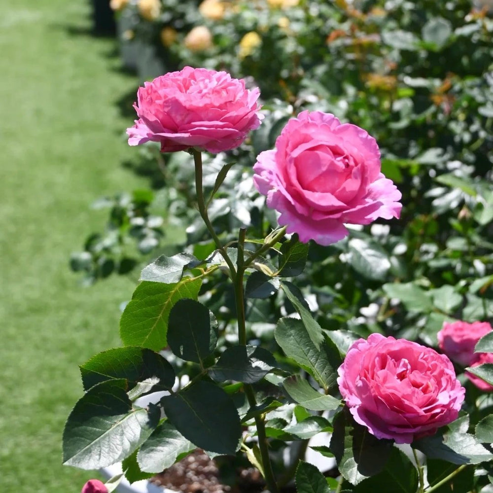 Yves Piaget Rose Plant|伊芙伯爵 image 8
