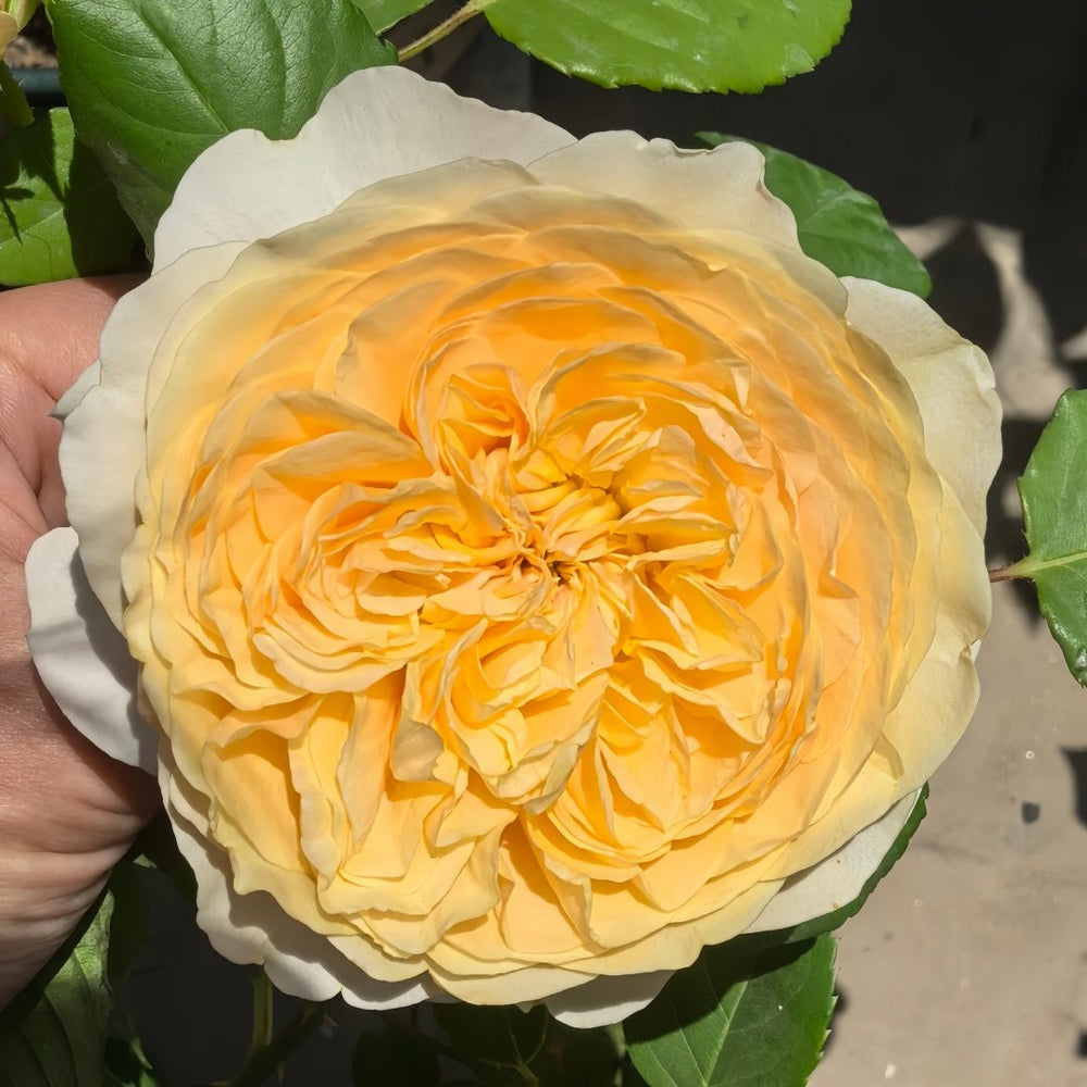Apricot Cooler Rose Plant｜杏仁露 image 2