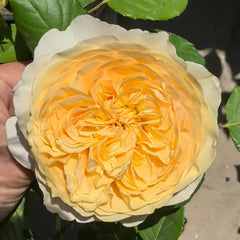 Apricot Cooler Rose Plant｜杏仁露 image 2