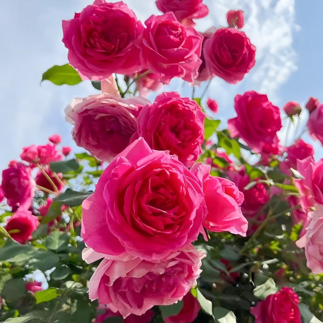 Parade Rose Plant｜大游行 image 3
