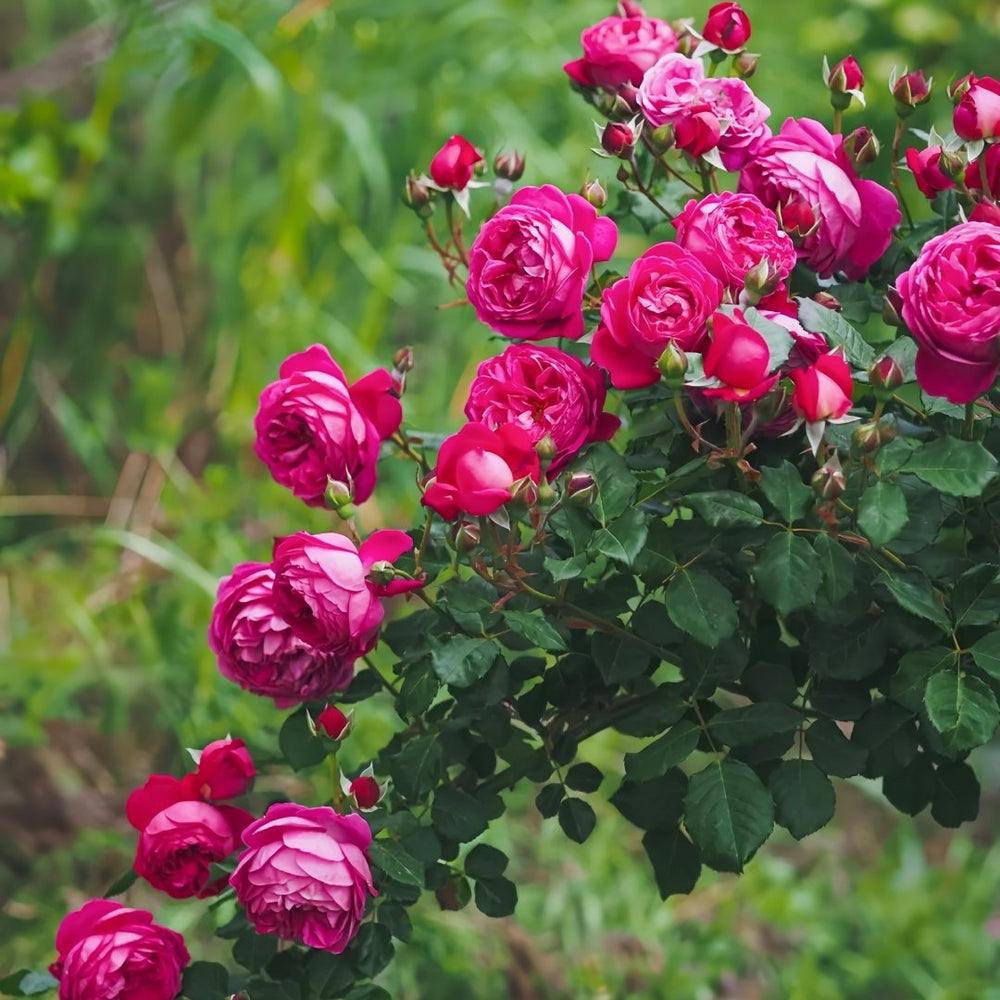 Cybelle Rose Plant｜熹蓓儿 image 4