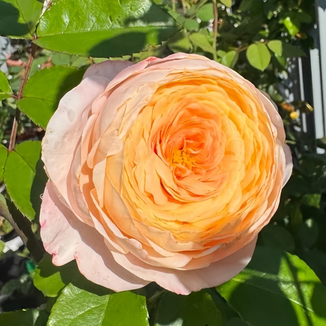 Domaine de Chantilly Rose Plant ｜玫瑰香橙 image 5