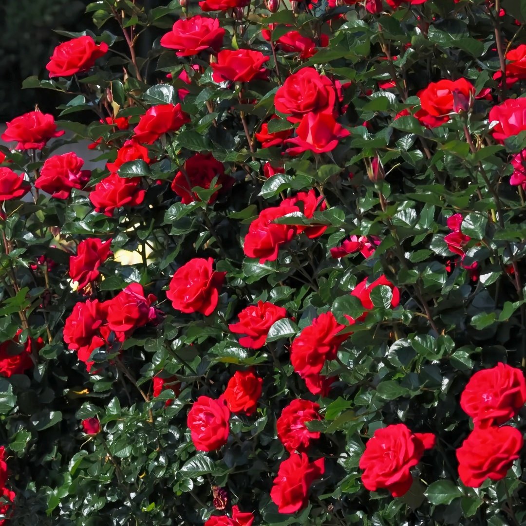 Summer Sangria Rose Plant｜魔法红鞋 image 6