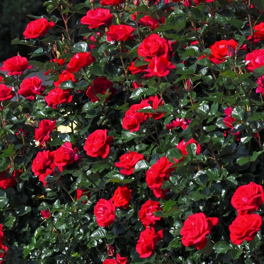 Summer Sangria Rose Plant｜魔法红鞋 image 6