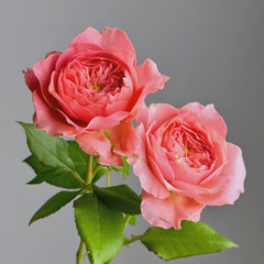 Summer Fireworks Rose Plant|夏日花火 image 2