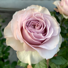 Cosset Rose Plant｜柯赛特 image 1