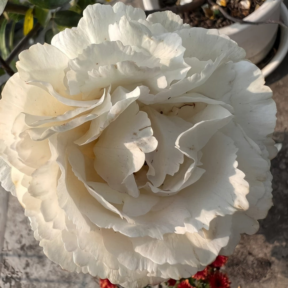 Yves Cullum Rose Plant｜伊芙卡勒姆 image 7