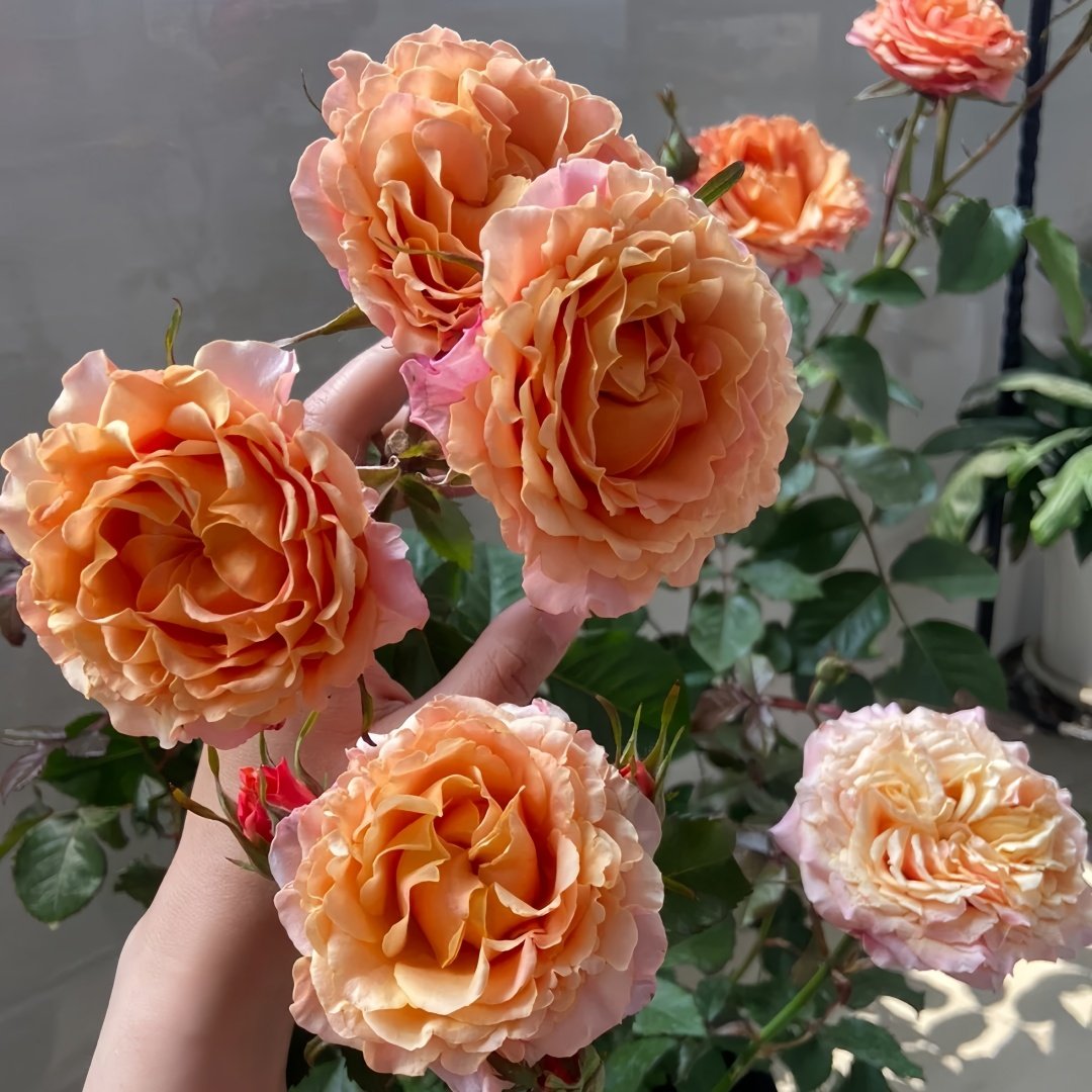Cherry Brandy Rose Plant｜樱桃白兰地 image 7