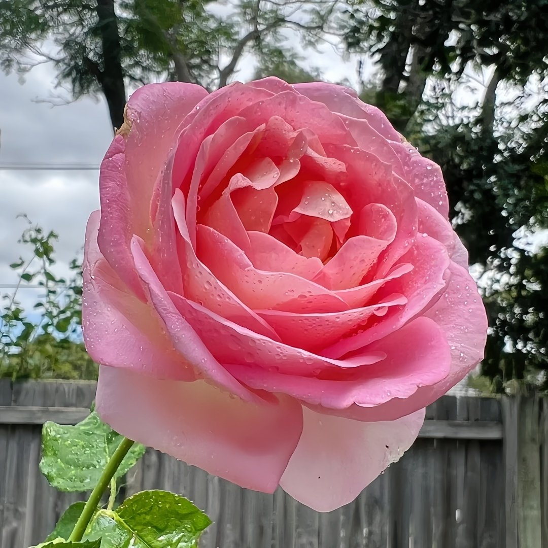 Elle Rose Plant｜艾丽 image 3