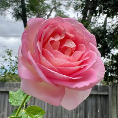Elle Rose Plant｜艾丽 image 3