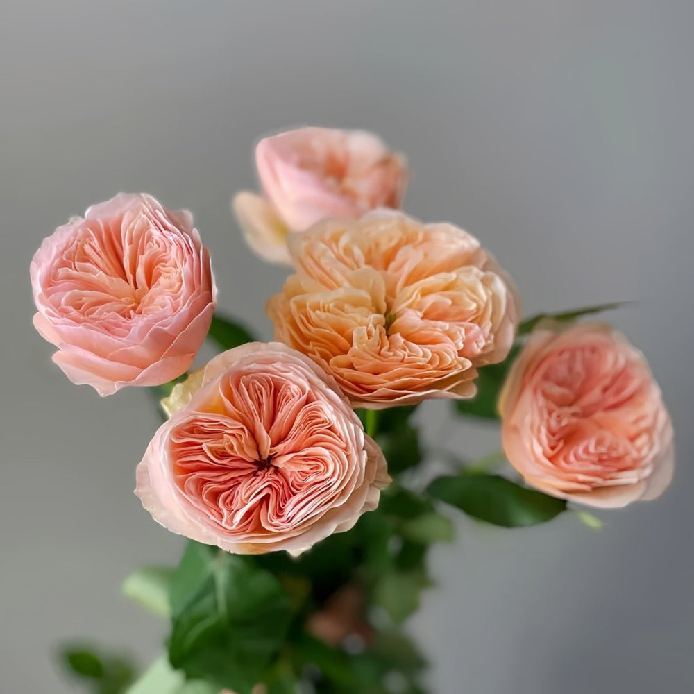 Georgina Gardens Rose Plant｜乔治娜花园 image 3