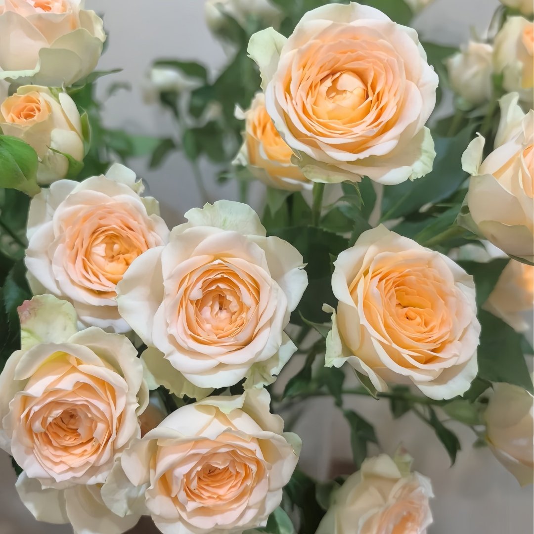 Tropicana Rose Plant|百香果 image 1