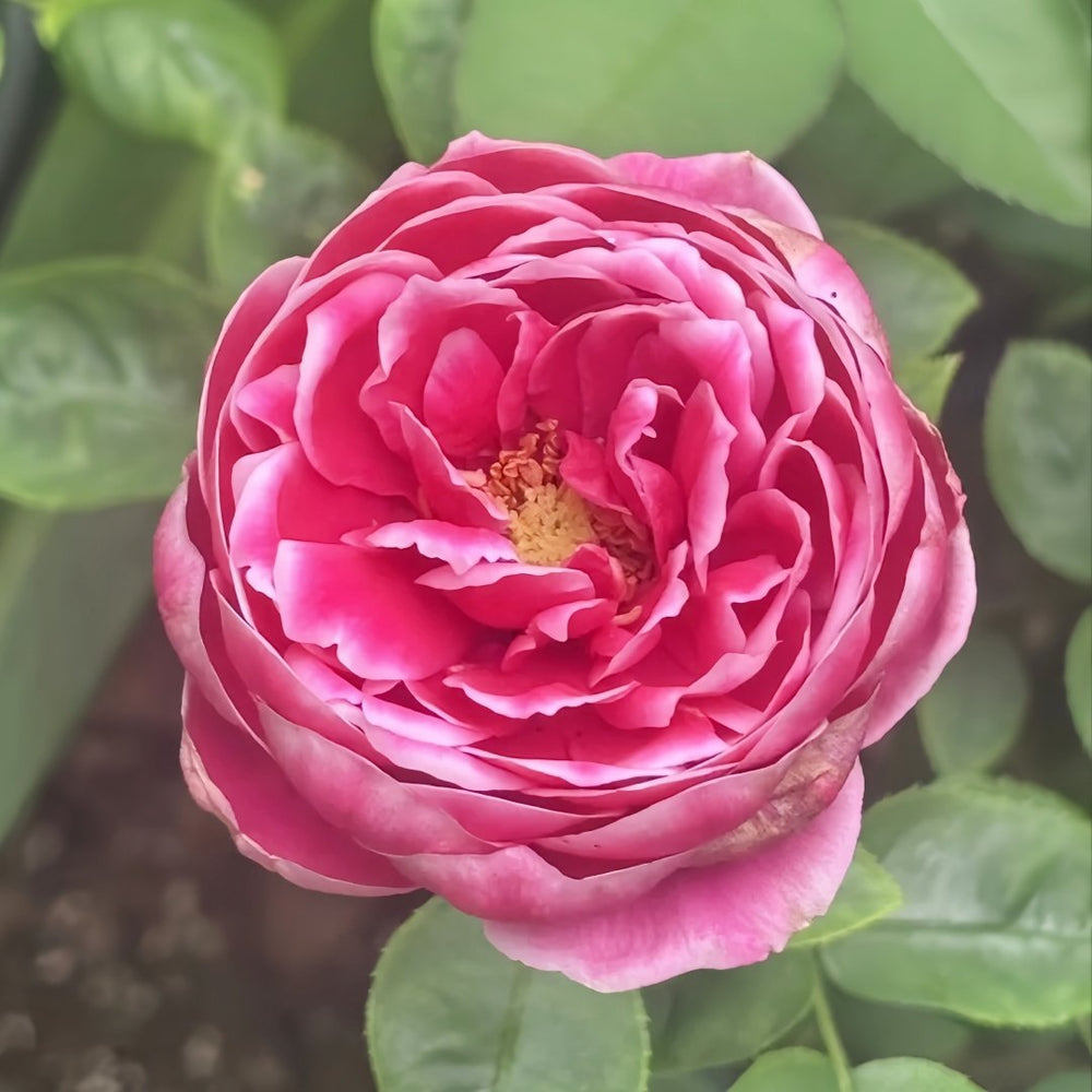Japanese Mary Rose Plant|日本玛丽 image 9